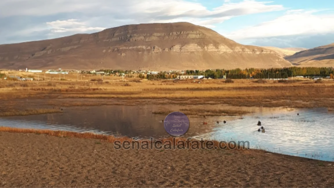 calafate espejo